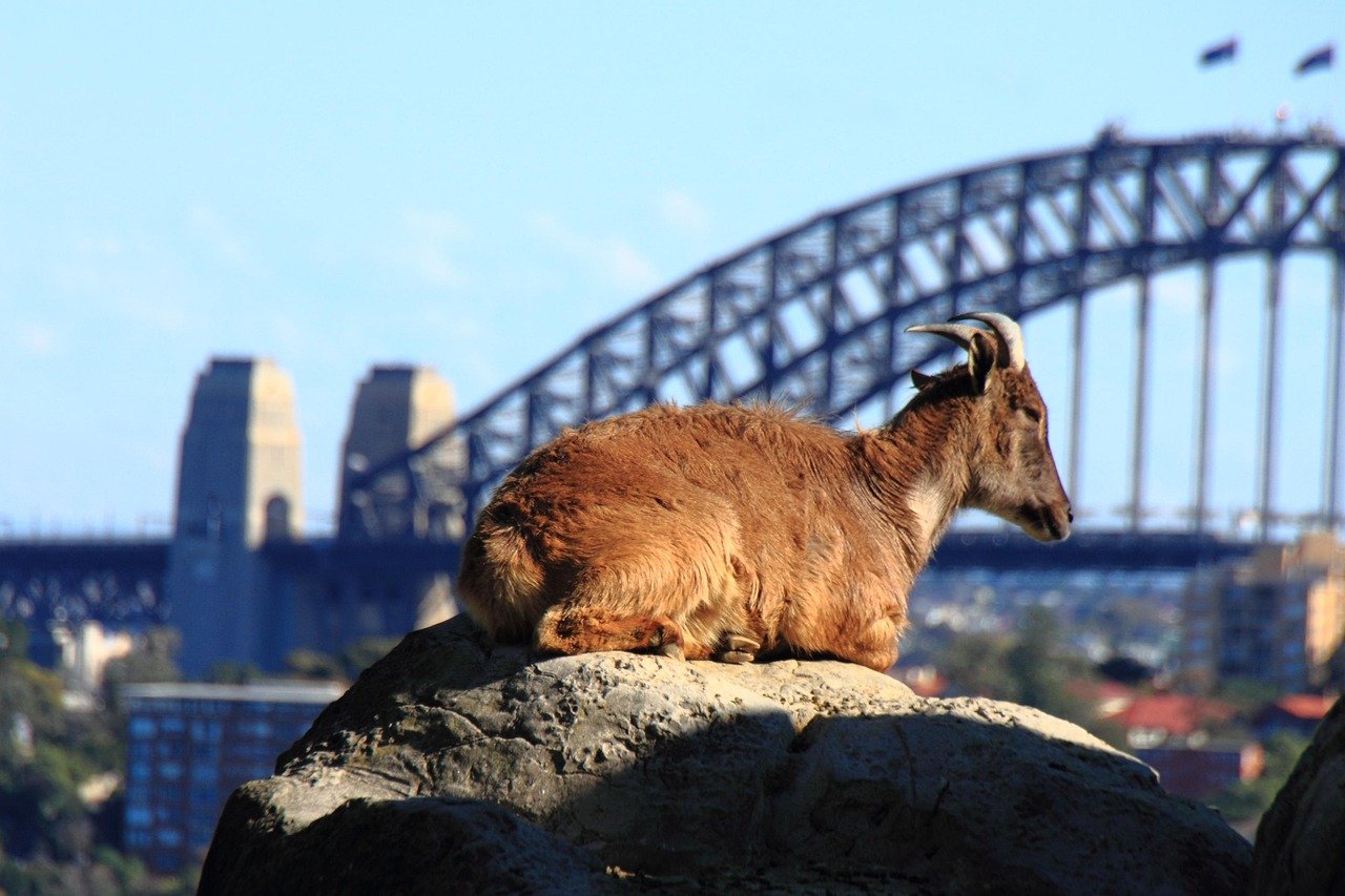 Brun bergsget som vilar på en klippa med Sydney Harbour Bridge i bakgrunden på en klar dag