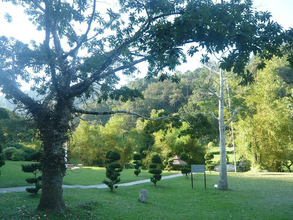 Scenisk grön park med stora träd, välskötta buskar och en slingrande stig omgiven av tät skog