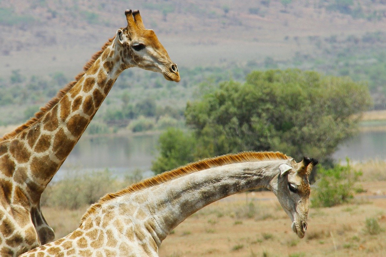 Två giraffer med långa halsar i en naturlig savannmiljö med träd och en vattenkropp i bakgrunden